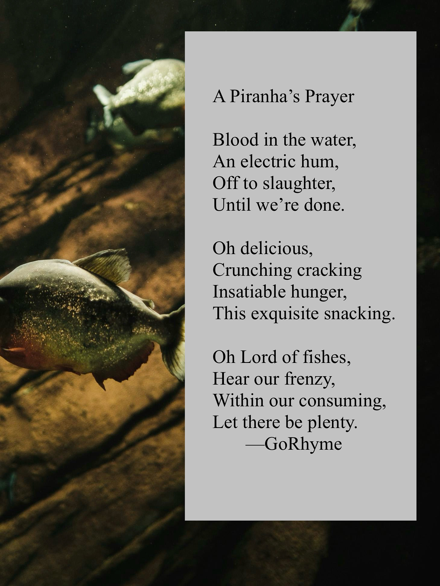 Poetry by Kelly Gray
