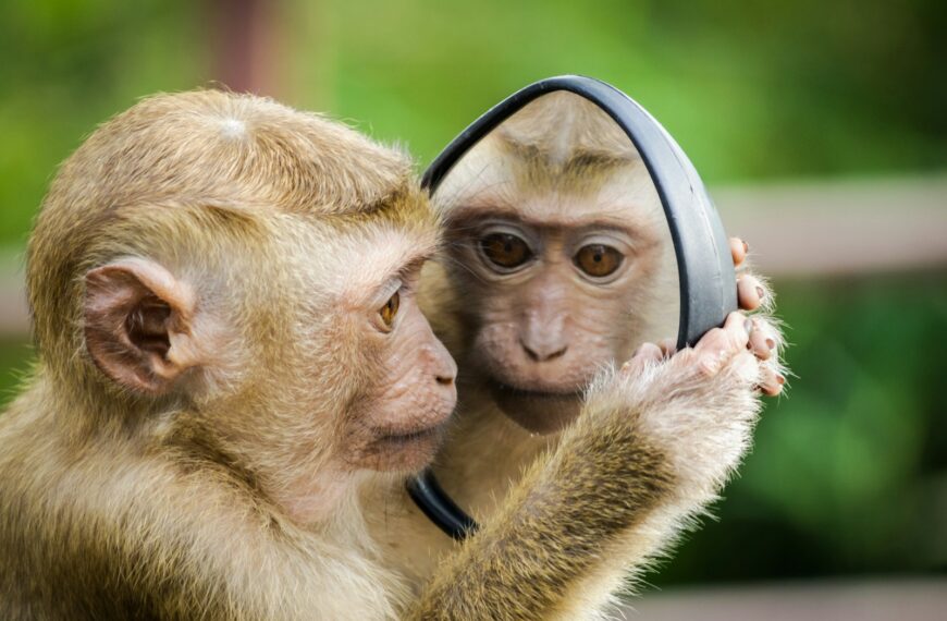 monkey looking at mirror