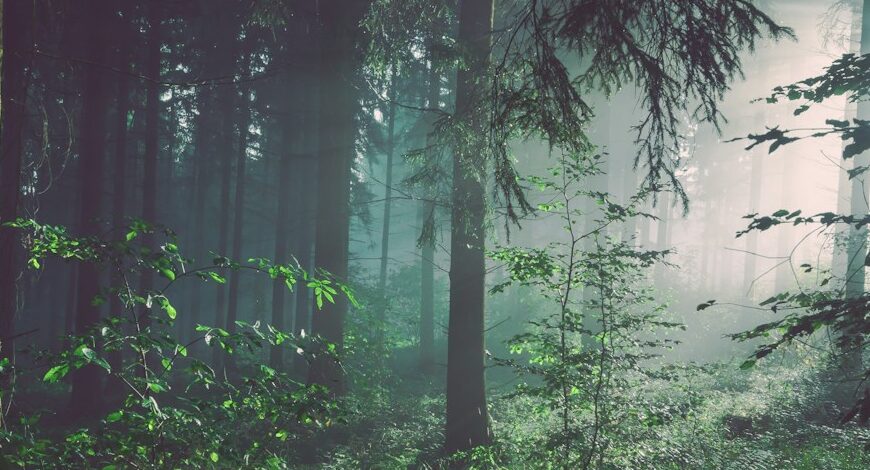 trees on forest with sun rays