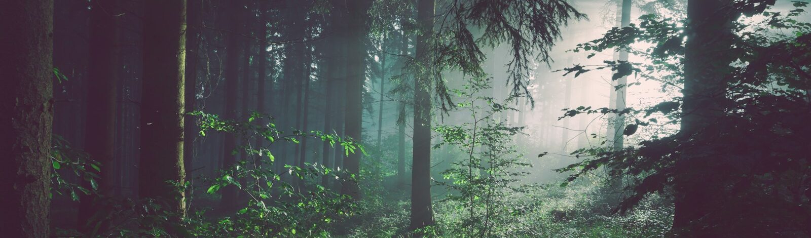 trees on forest with sun rays