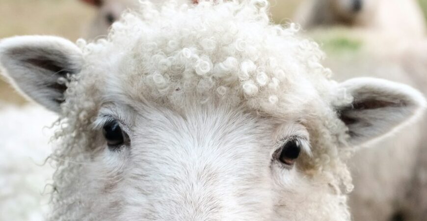 white sheep on green grass during daytime