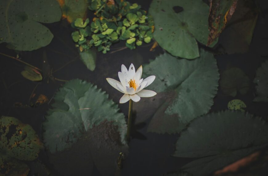 white water lily in bloom
