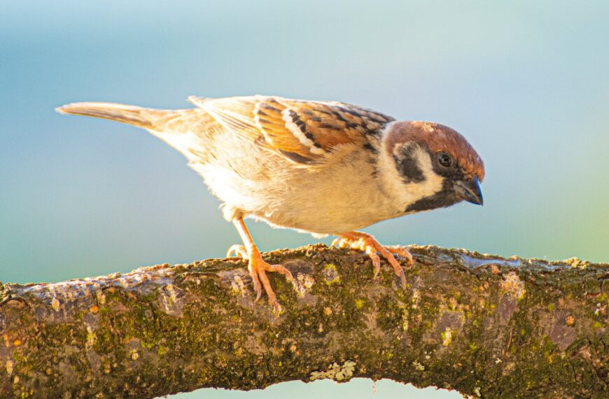 brown and white bird on brown tree branch